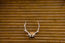 Mounted Antlers Background