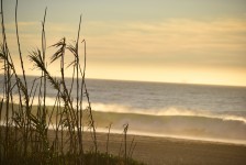 Ocean Reeds Scenic Silhouette