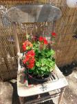 Old Chair With Red Geraniums