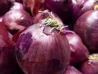 Onion Red Sweet Closeup