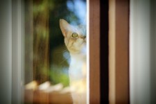 Orange Cat Looking Out Window