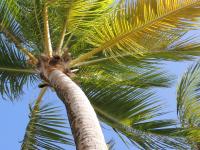 Palmboom met hemel