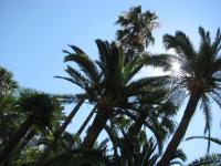 Palms in Nizza, Frankreich