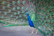 Peacock struttade Fjädrar