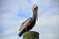 Pelicano na natureza