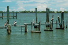 Pelican on dock pilings