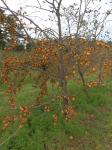 Persimmon Fruit Tree
