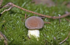 Pilz, Mushroom
