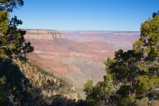 Pinheiros sobre Grand Canyon