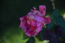 Pink Rose Face