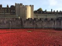 Poppies At The Tower