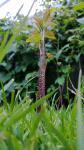 Raspberry pędów trzciny trawnik