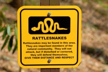 Rattle Serpent Avertissement