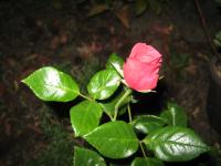 Röd Rosebud