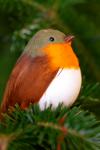 Robin pták dekorace