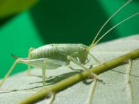 Grasshopper 03