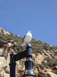 Sea gull sitting on a lamp post