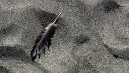 Seagull Feather on Sand