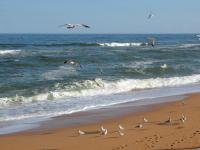 海鸥在沙滩上
