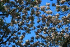 Seringa tree flowers against sky