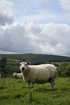 Sheep in field with sky