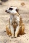 Sitting meerkat