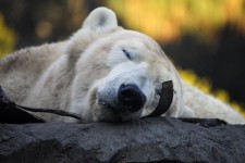 Sleeping Polar Bear