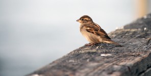 Small bird sitting on pier