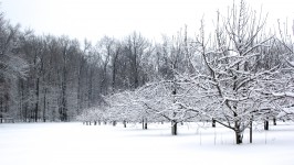 Cobertas de neve do inverno Orchard