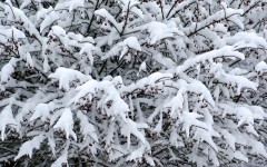 Śnieg pokrywa Krzewy