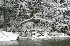 Snowy Boughs over Creek