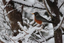 Snöig Robin