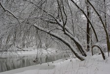 Snowy Woods Beside a Stream