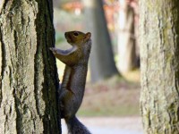 Squirrel climbing tree