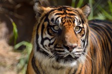Sumatra Tiger