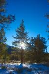 Sunlight Through Winter Pines