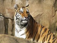 Napsütéses napon tigris