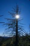Tall Burned Pine