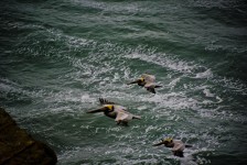 Three Flying Brown Pelicans