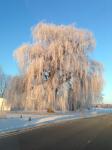 Árvore no inverno