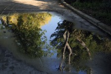 Деревья, отражение в воде