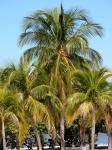 Tropische Palmbomen