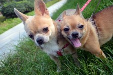 Deux Chihuahuas