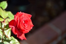 Vibrant colored Rose