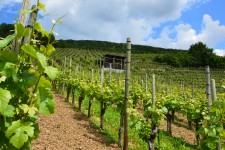 Виноградник в Швейцарии