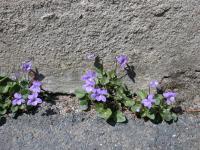 Violetas selvagens