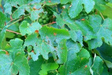 Wet vine leaves