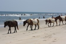 Cavalos selvagens que andam Praia