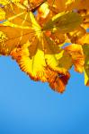 Yellow Horse Chestnut Tree Leaves