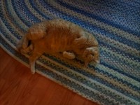 Geel gestreepte kat op land tapijt